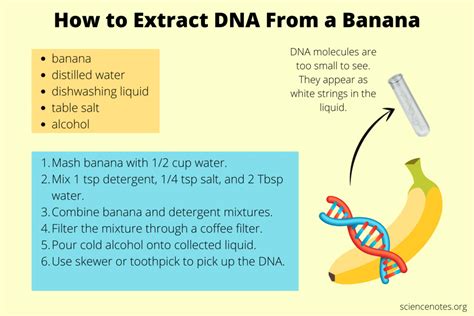 extract banana dna